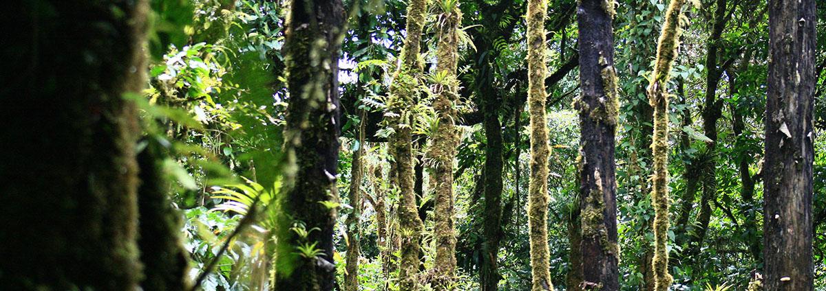 La forêt pluviale au coeur du Costa Rica