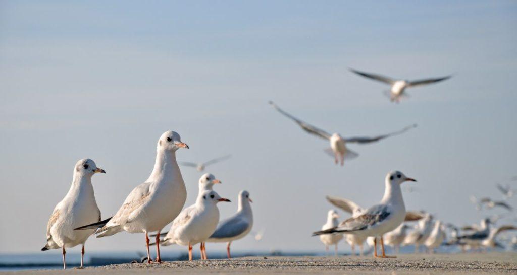les mouettes sur la plage