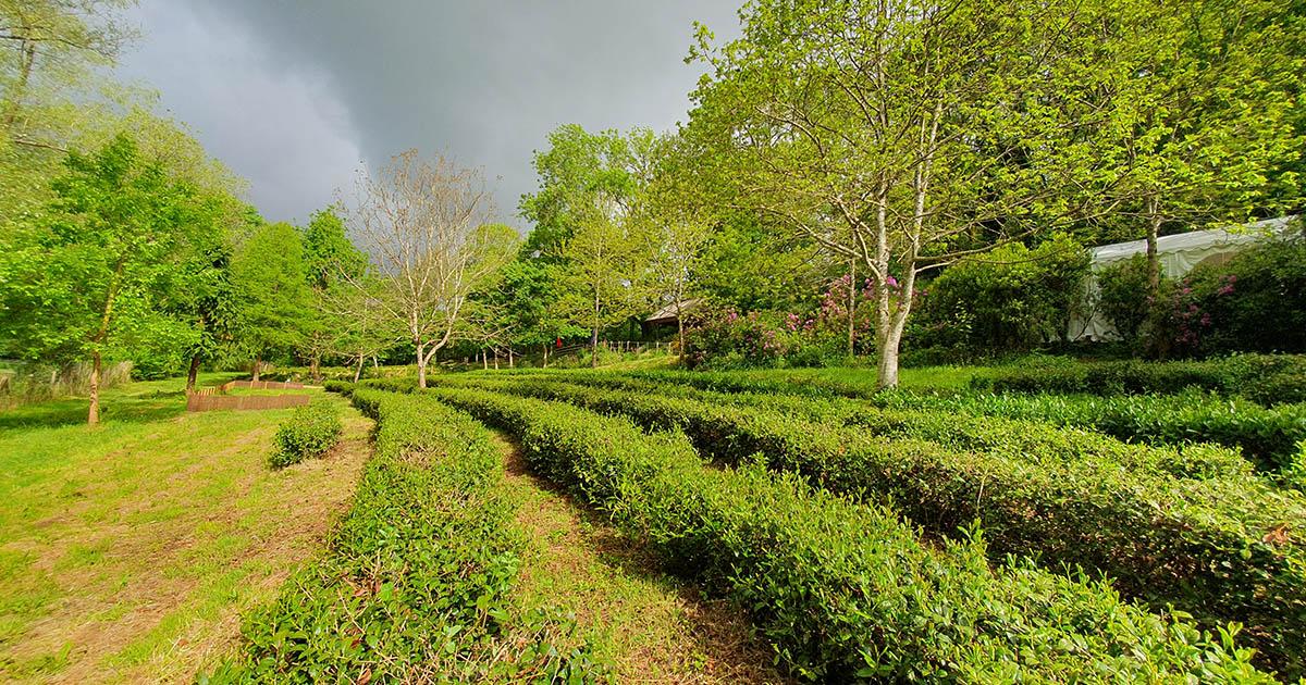 jardin des thés de Trébihan à Languidic
