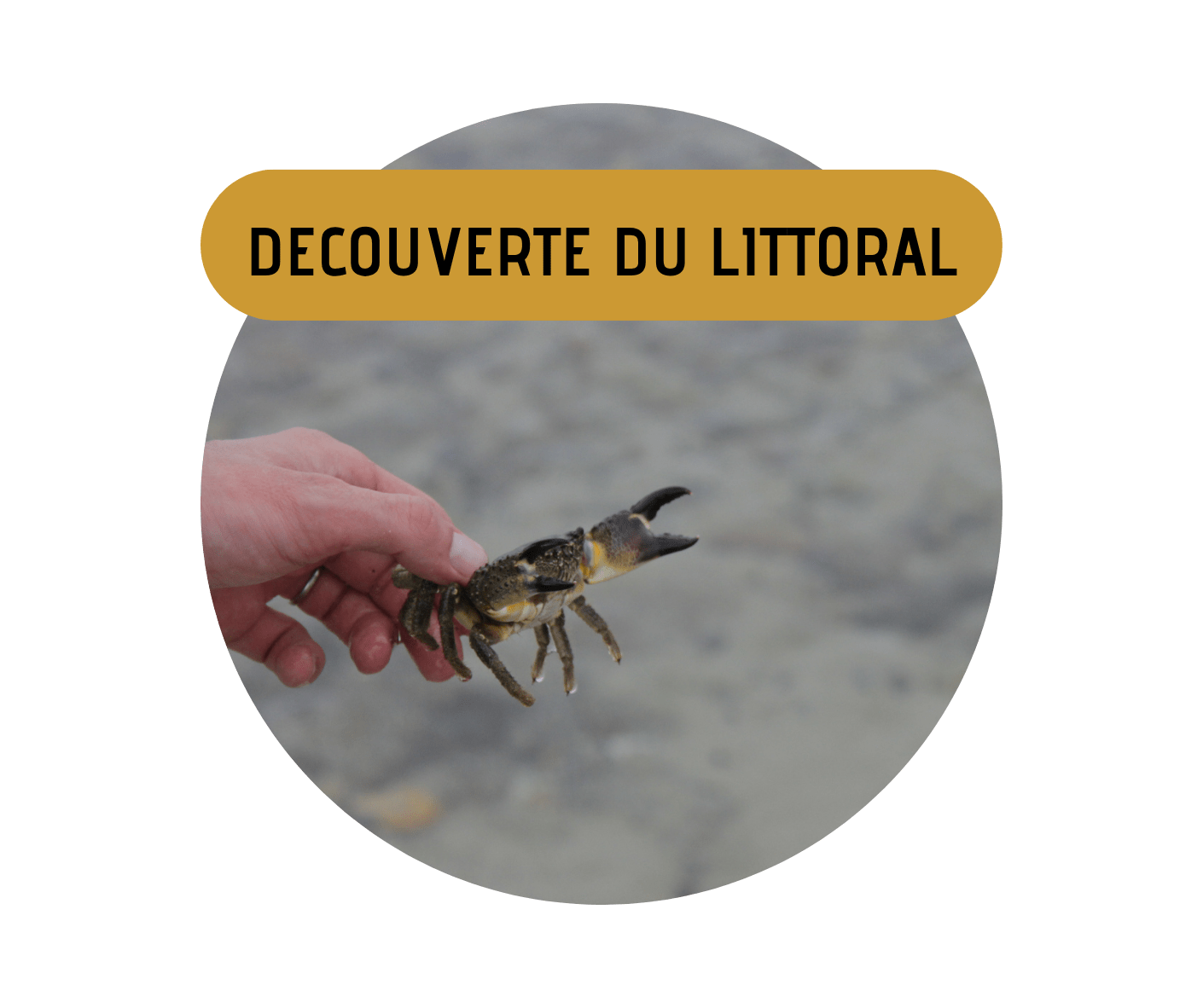 photo d'un crabe montré lors de la visite sur la plage d'Erdeven