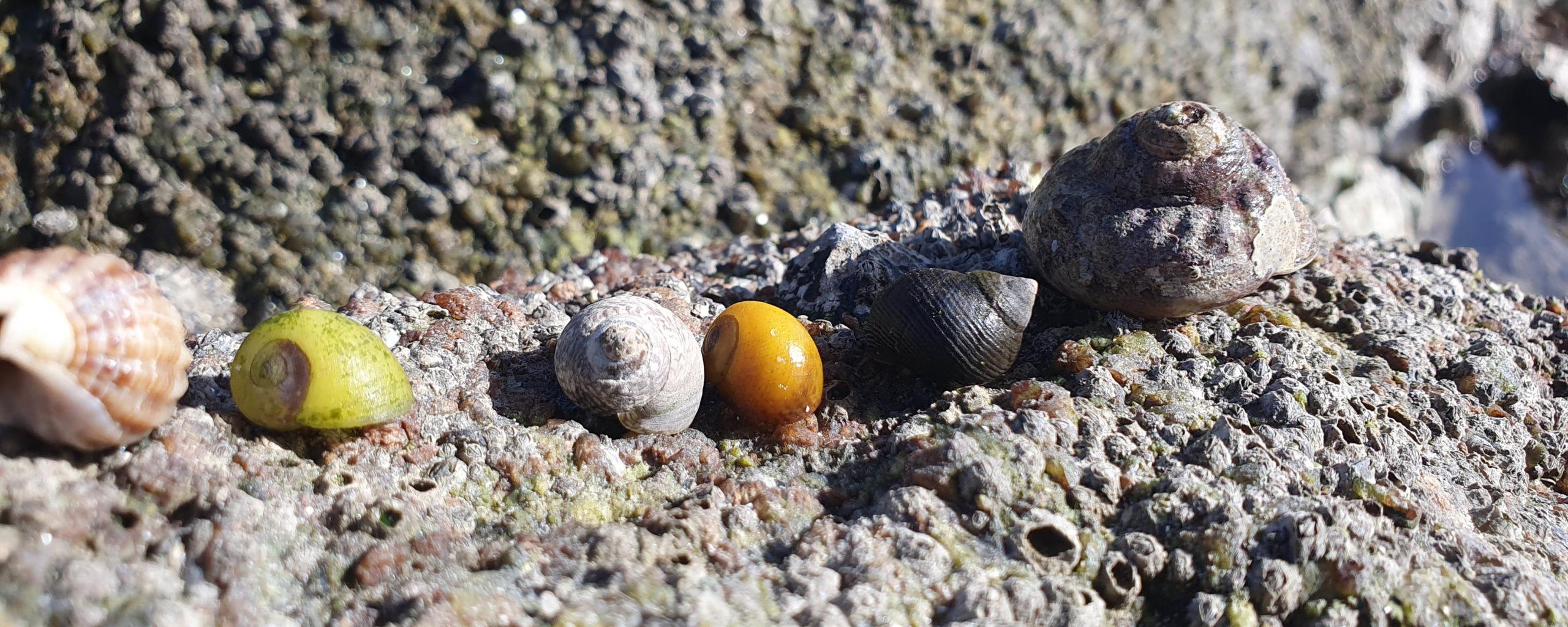 Diversité de coquillages à découvrir lors des sorties sur le littoral du Morbihan