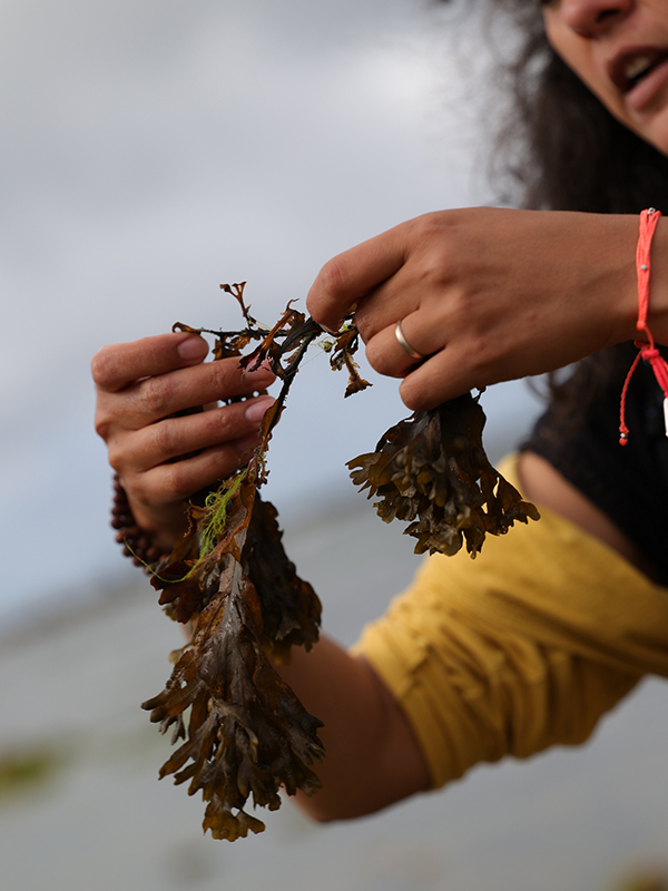 visite guidée à la découverte du littoral breton et des plages du Morbihan
